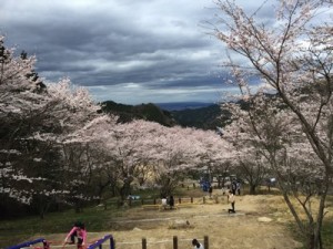  天理ダム 風致公園 桜