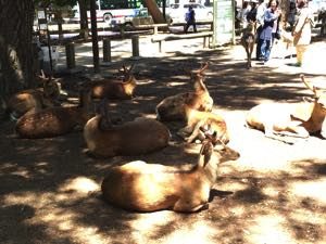 nara-park2